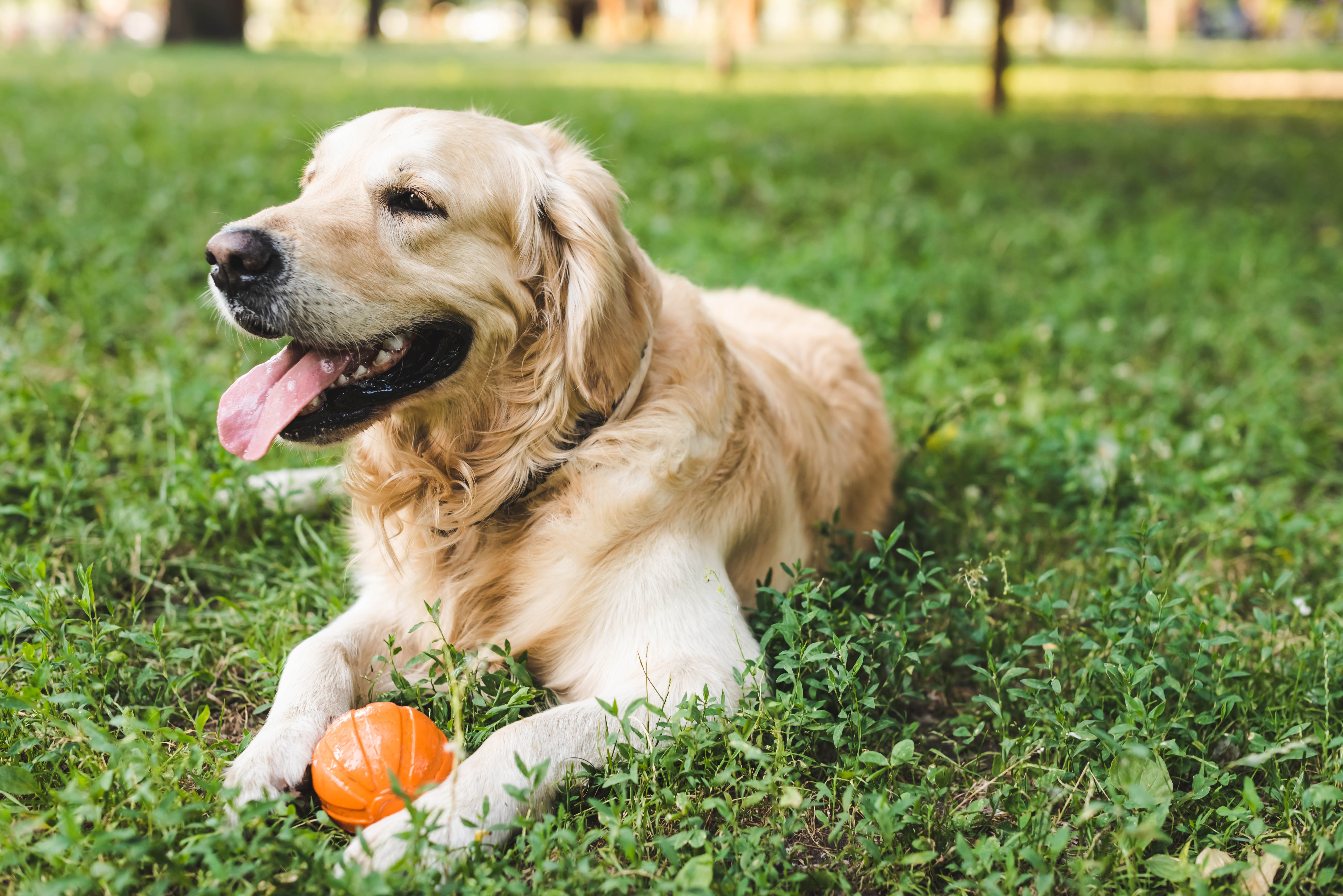 DogWithBall