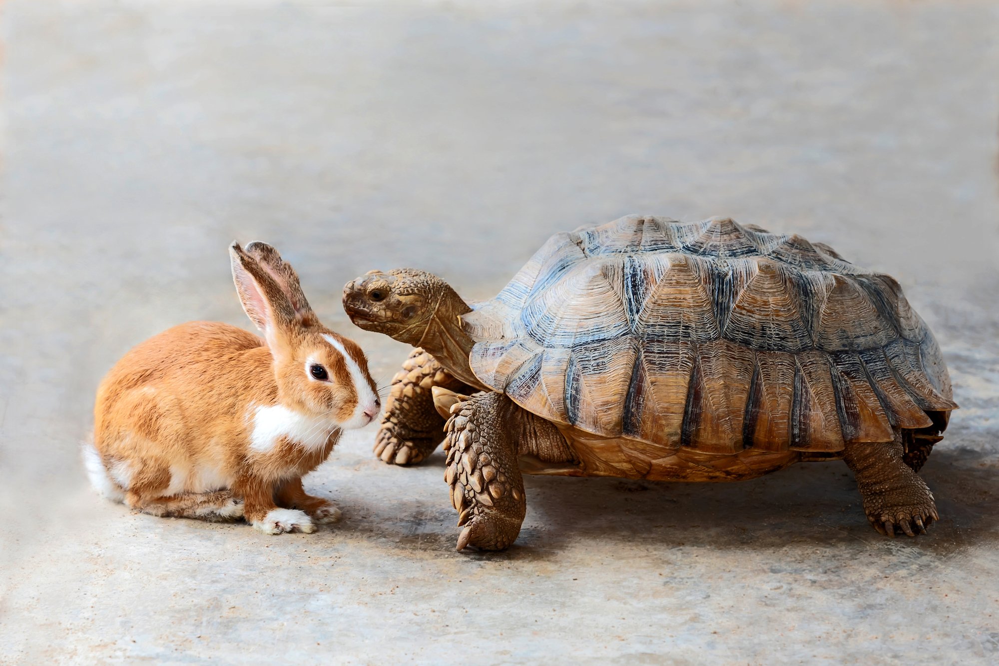 Rabbit and turtle are discussing the competition