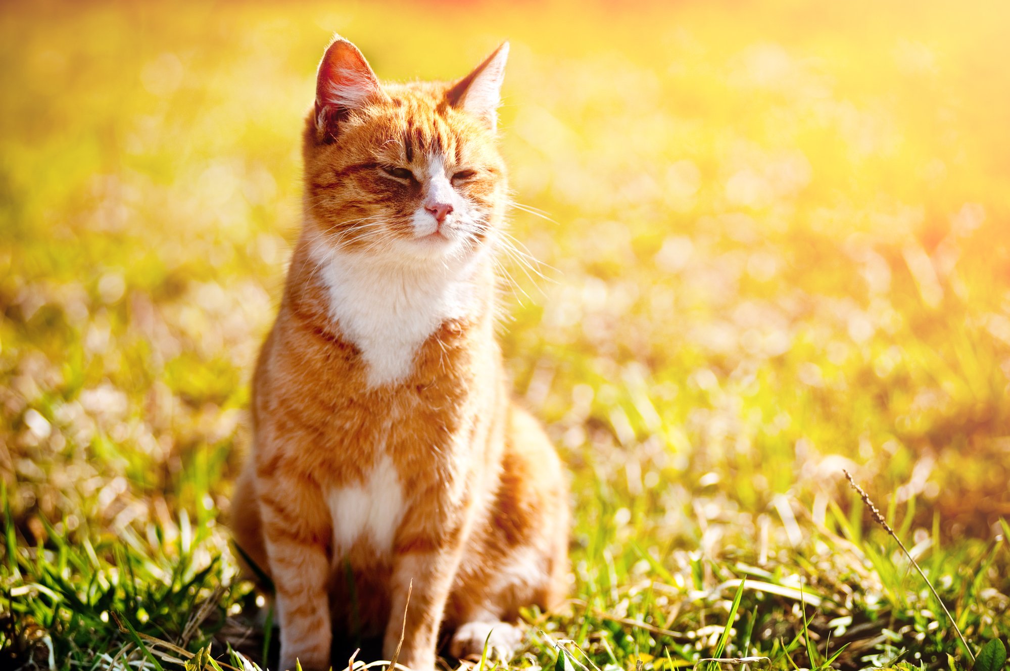orange tabby cat sitting in the sun